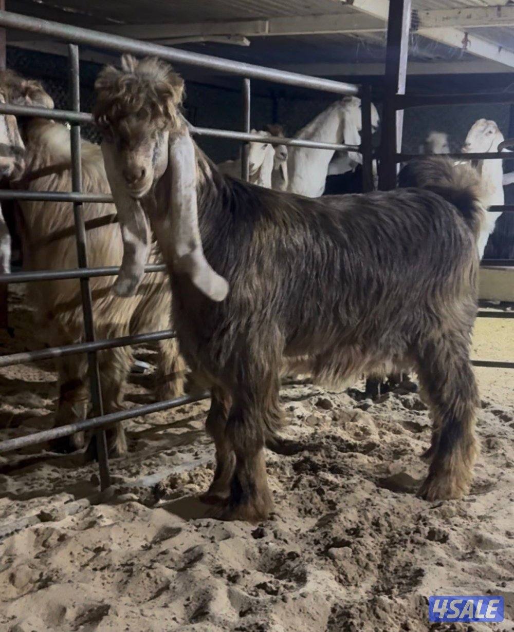 جذع عارضي كريمي2