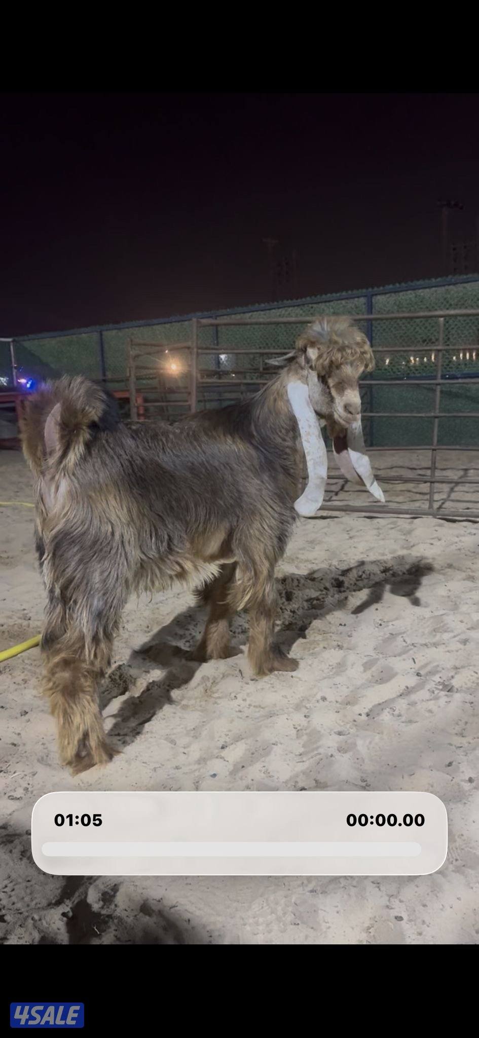 جذع عارضي كريمي3