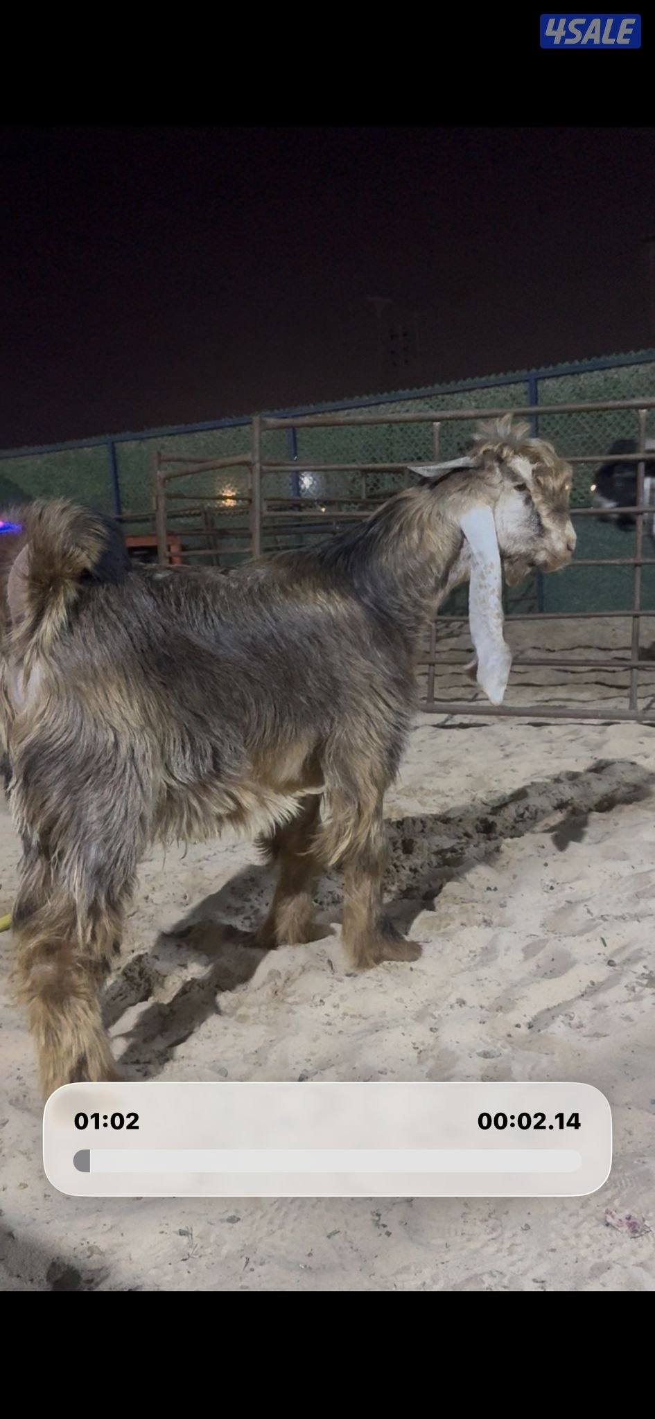 جذع عارضي كريمي4