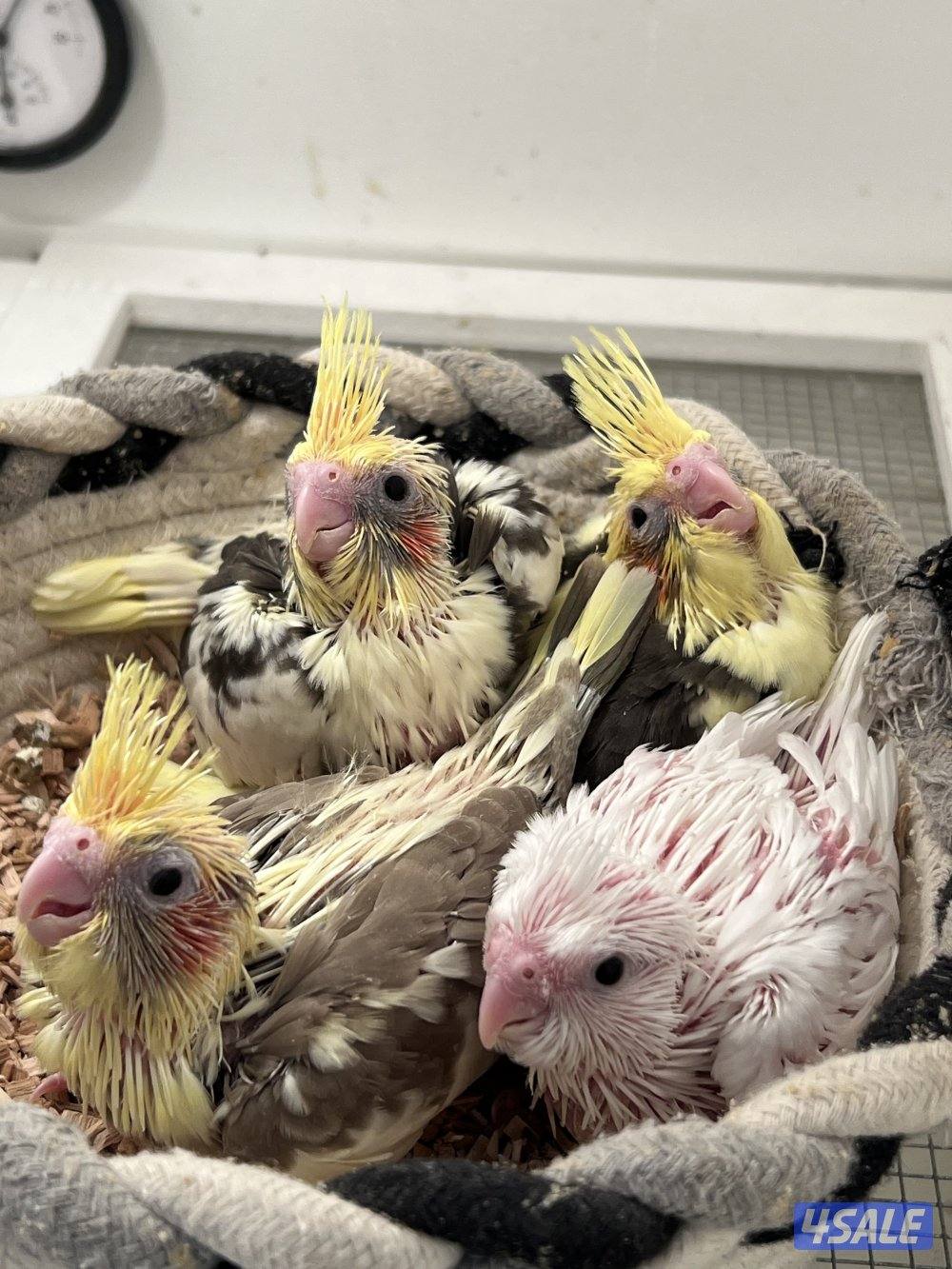 للبيع فروخ كروان0