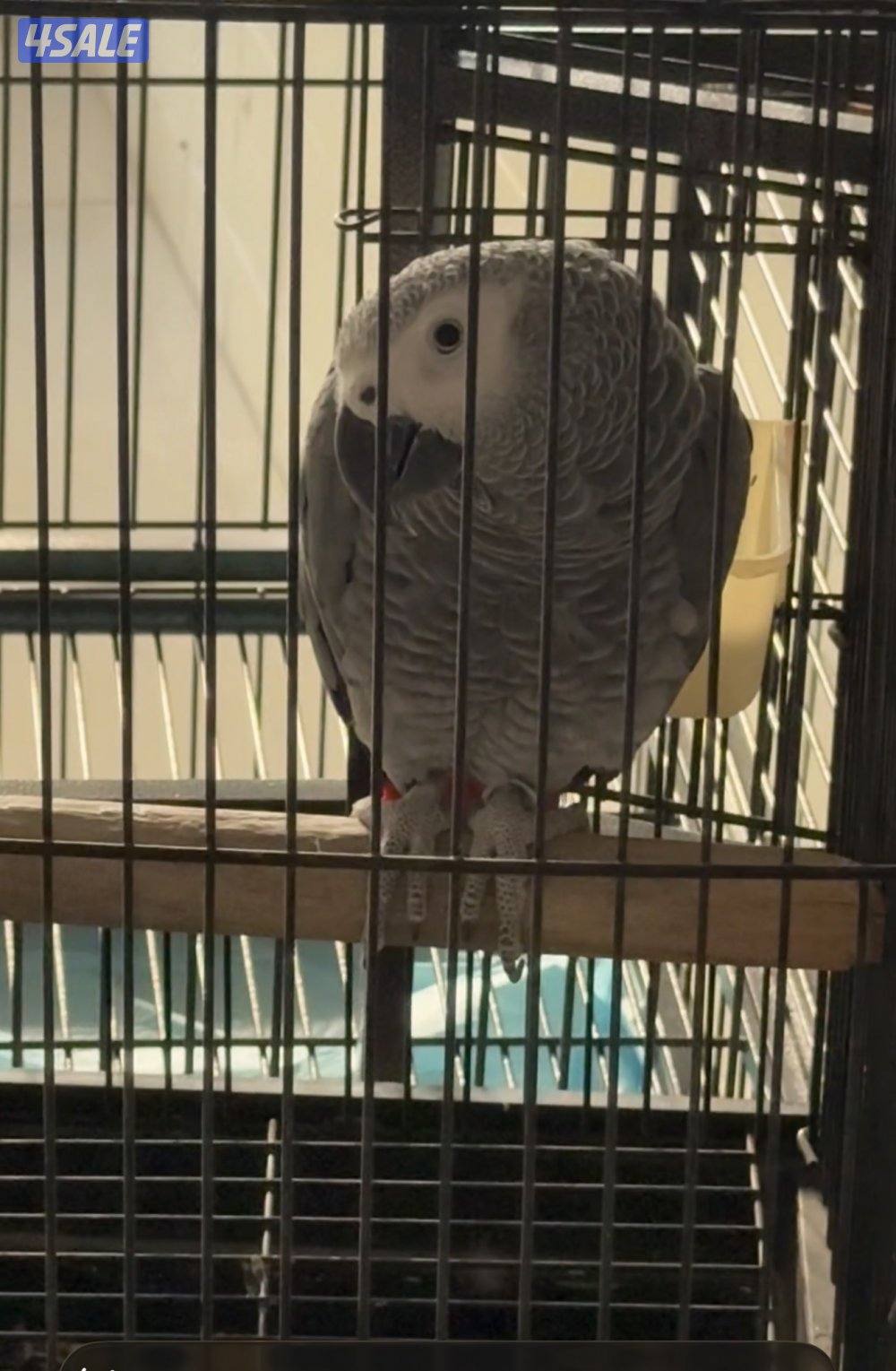 هولندي عمره سنه0