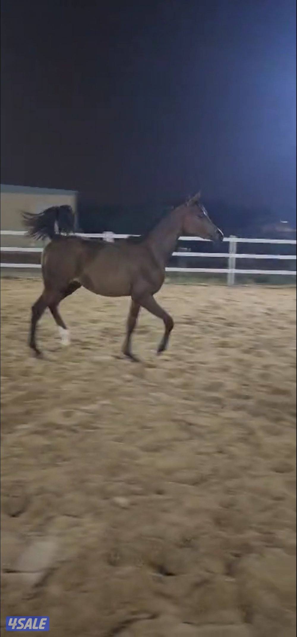 مهر مميز للبيع1