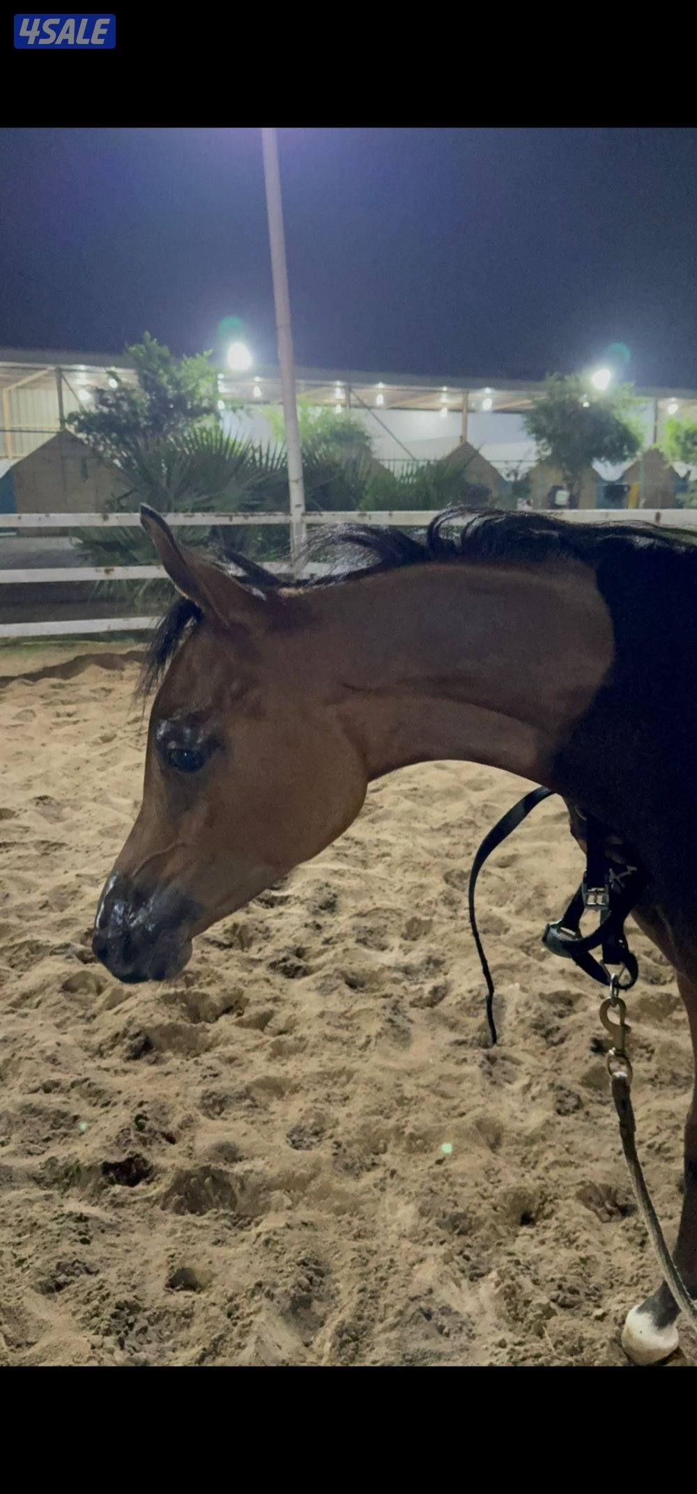 مهر مميز للبيع2