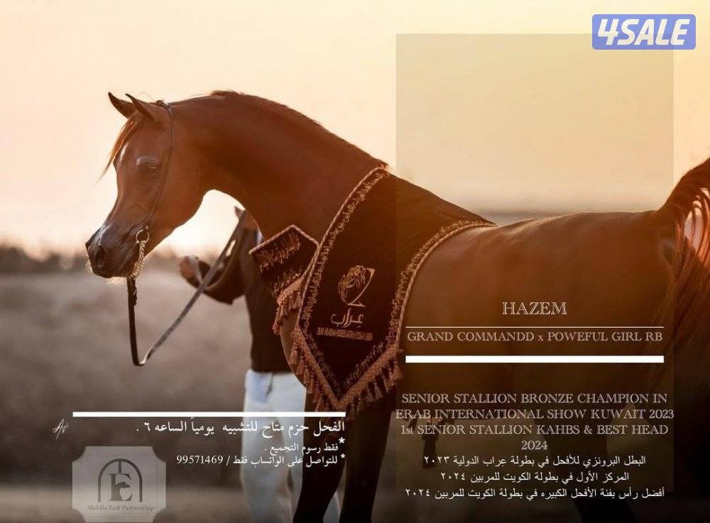 مهر مميز للبيع4