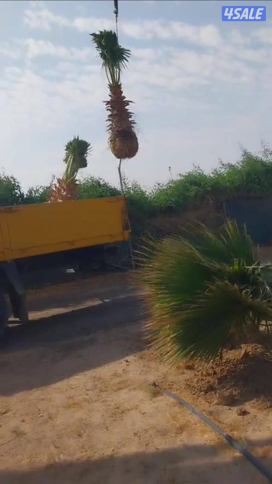 نخل واشنطونيا للبيع بالعبدلي0