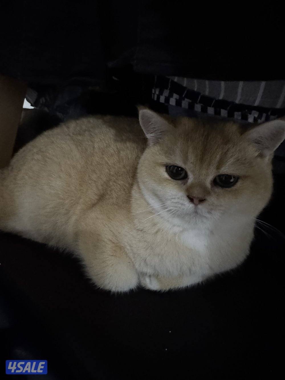 للبيع ذكر برتش جميل جدا مستوى قوي توه صغير1