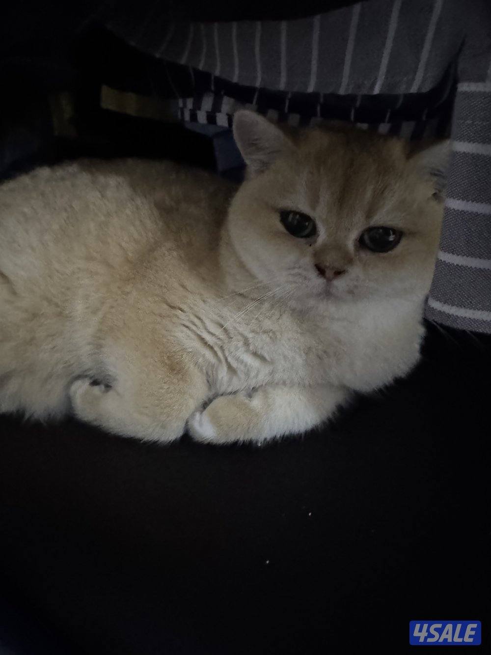 للبيع ذكر برتش جميل جدا مستوى قوي توه صغير2