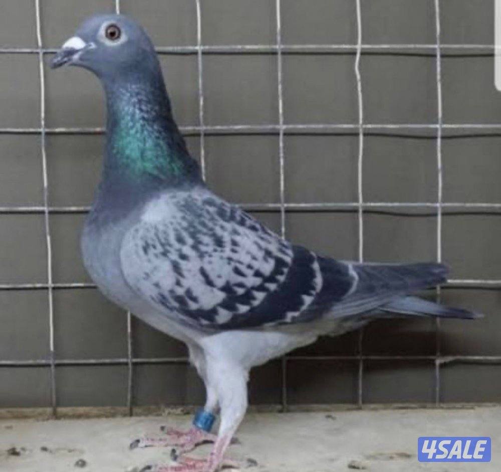 للبيع حمام زاجل0