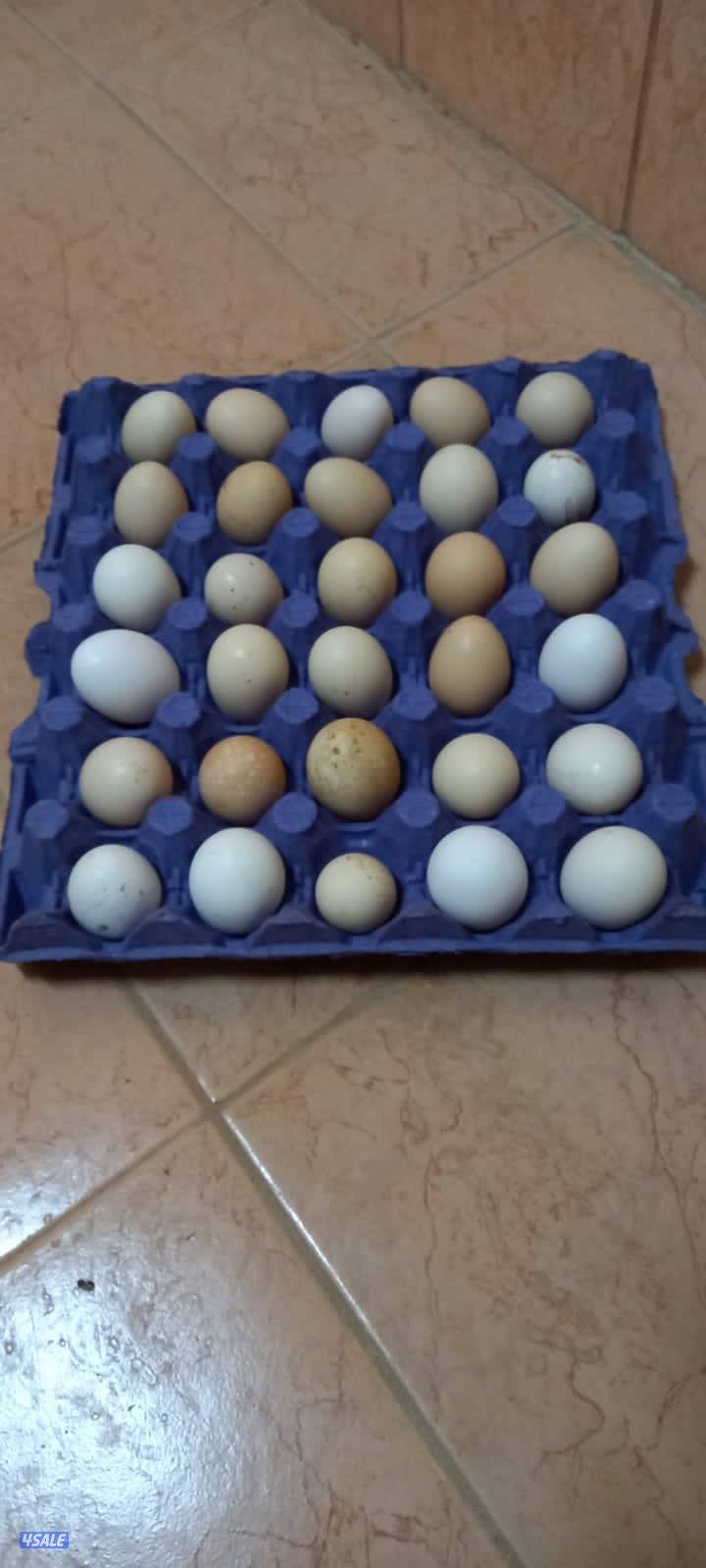 ‏السلام عليكم يوجد بيض عربي قديم فيومي ألمنيوم فرش أول بأول0