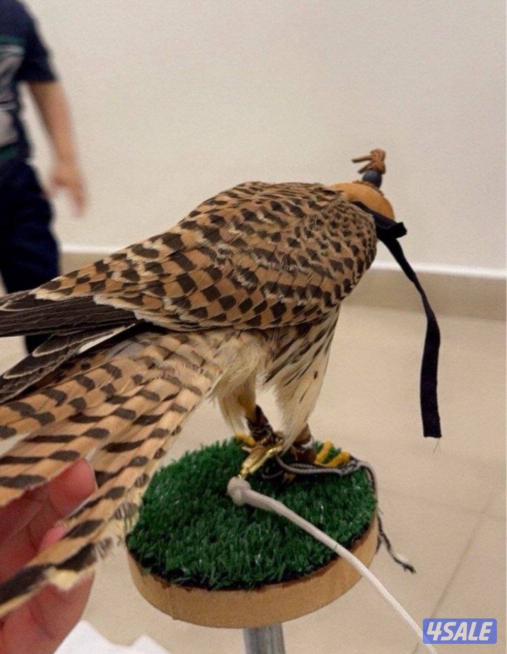 للبيع حميميجت وترمه0