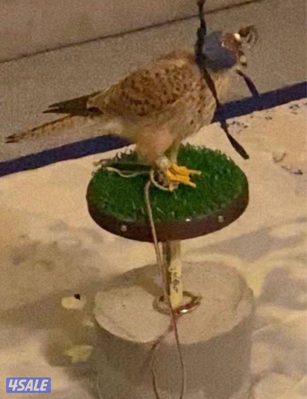 للبيع حميميجت وترمه1