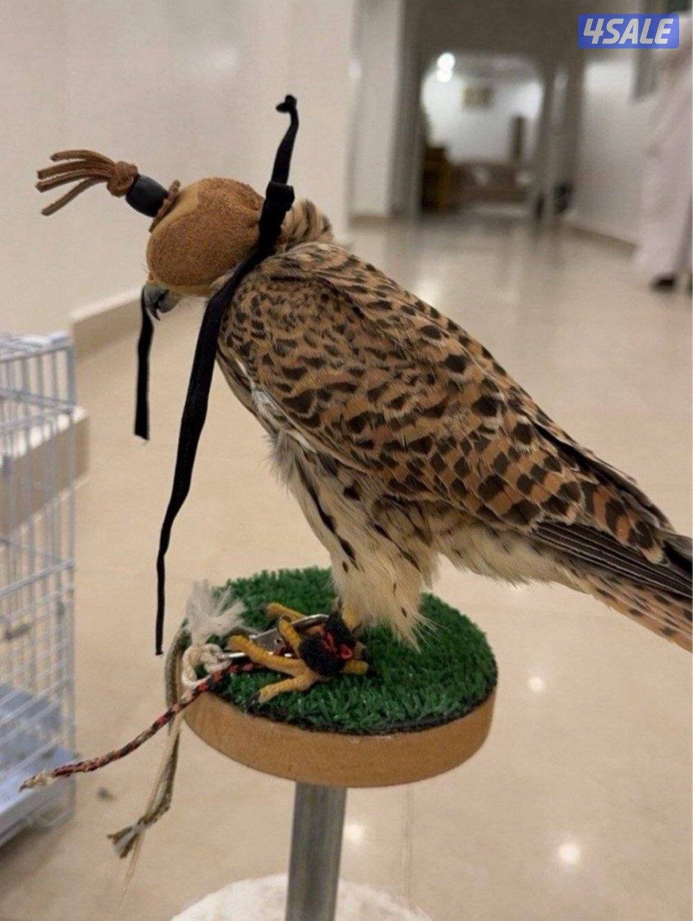 للبيع حميميجت وترمه2