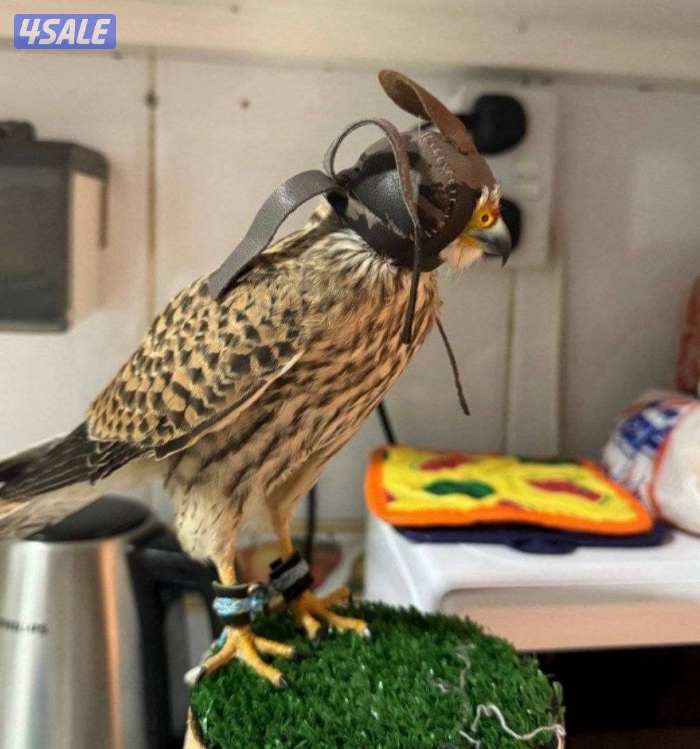 للبيع حميميجت وترمه3