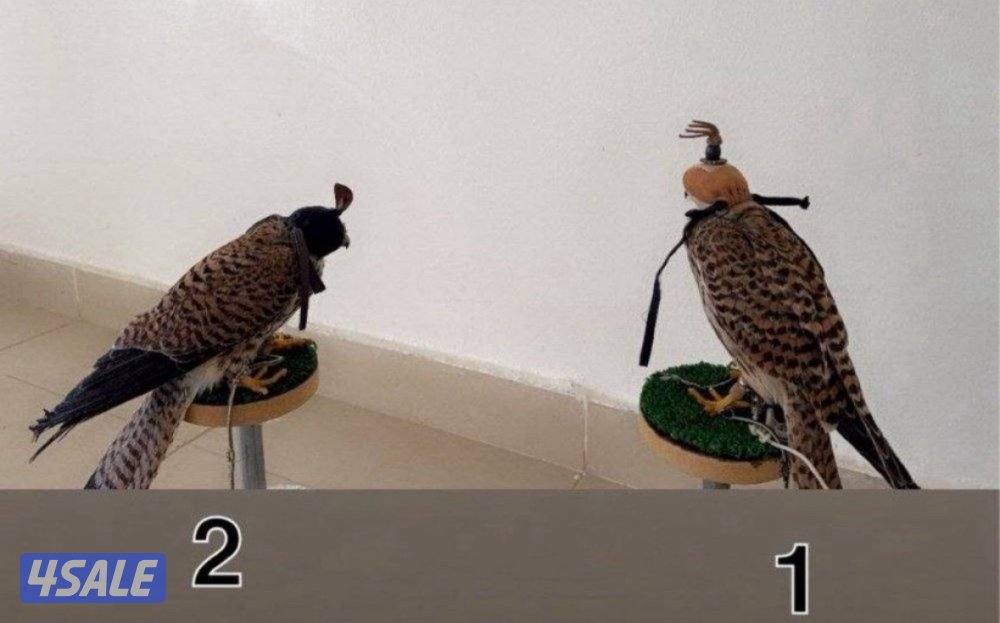 للبيع حميميجت وترمه4