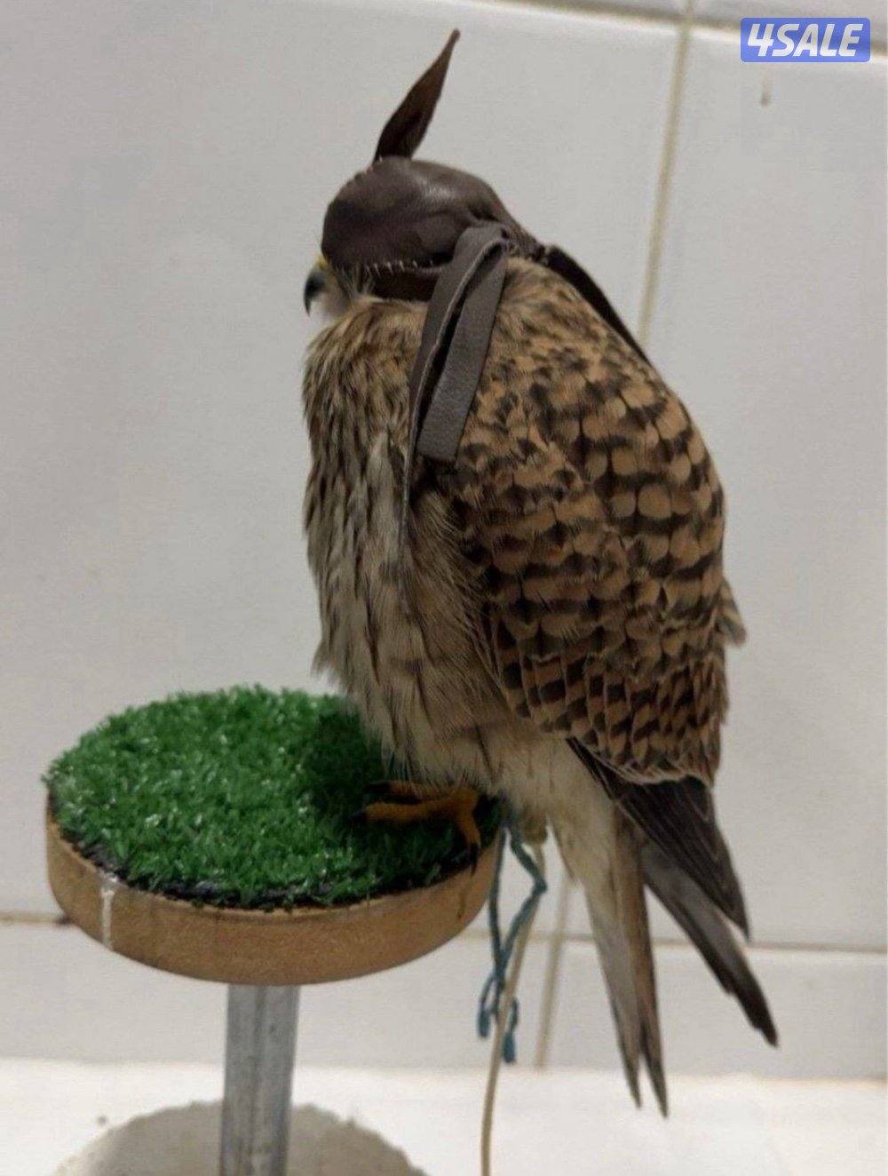 للبيع حميميجت وترمه5