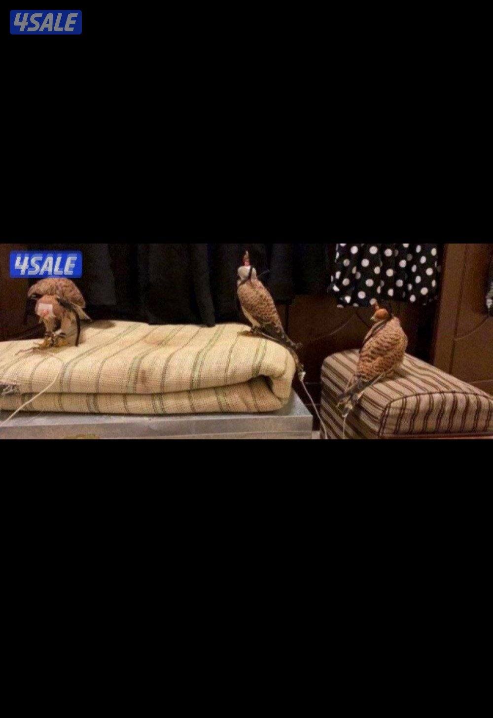 للبيع حميميجت وترمه7