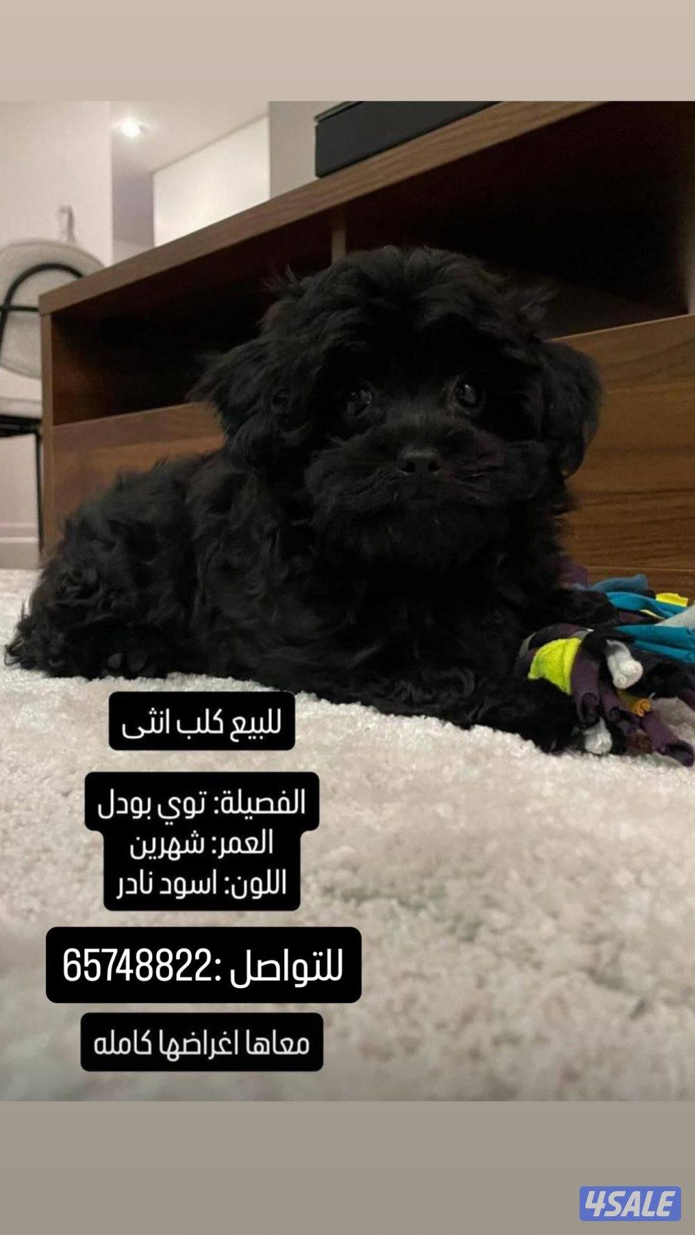 توي بودل ثنيه العمر ٣ شهور للبيع0