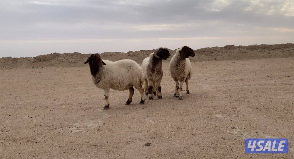 الارتال السالمي الجنوبي0