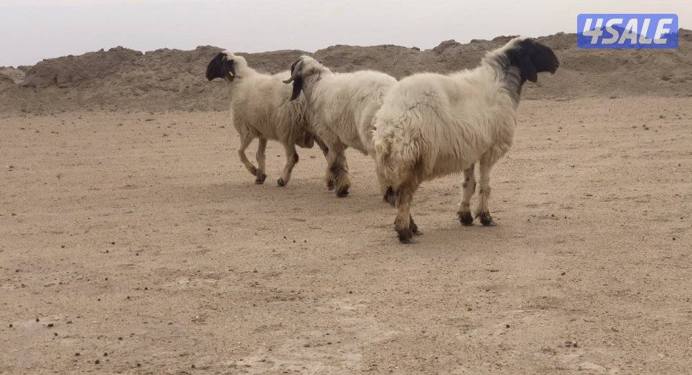 الارتال السالمي الجنوبي2