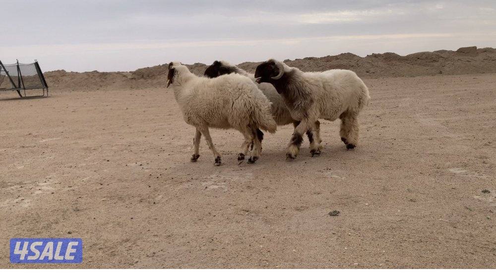 الارتال السالمي الجنوبي3