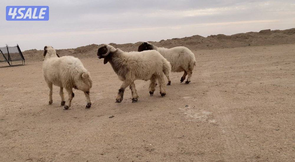 الارتال السالمي الجنوبي4