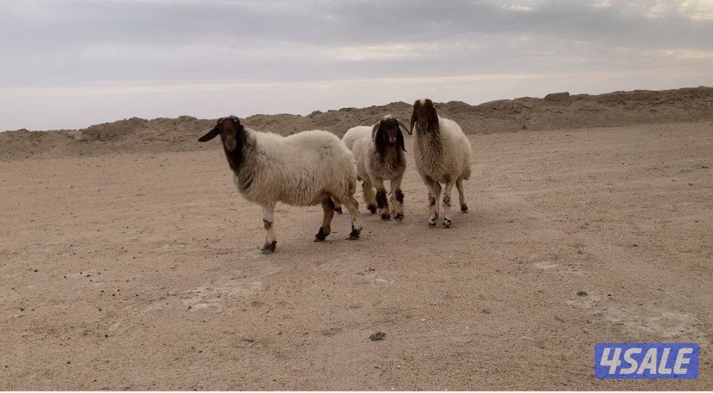 الارتال السالمي الجنوبي5