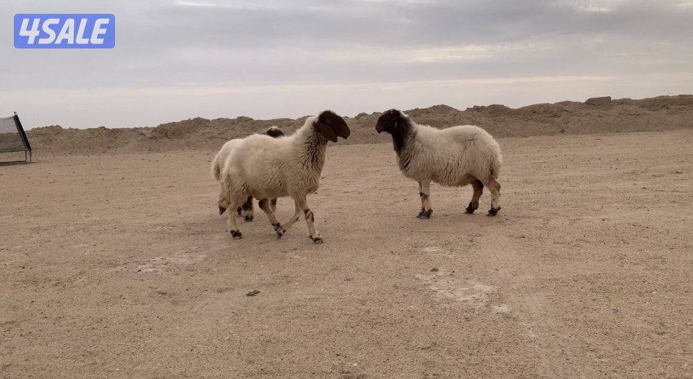 الارتال السالمي الجنوبي6