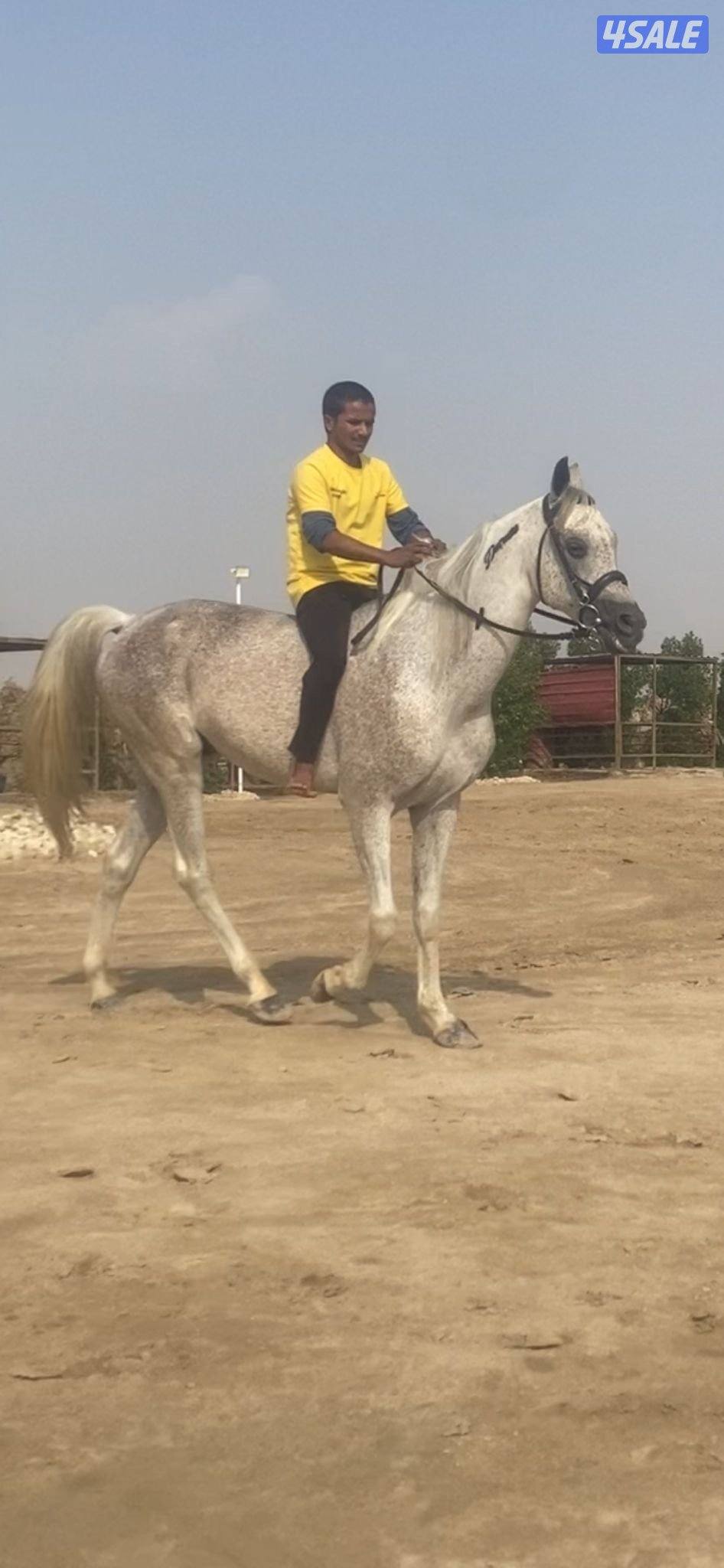 للبيع حصان0