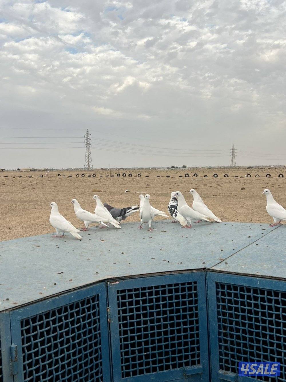 للبيع برج 10 خانات مع حمام. 80 طير حديد شكر بليت قلص1