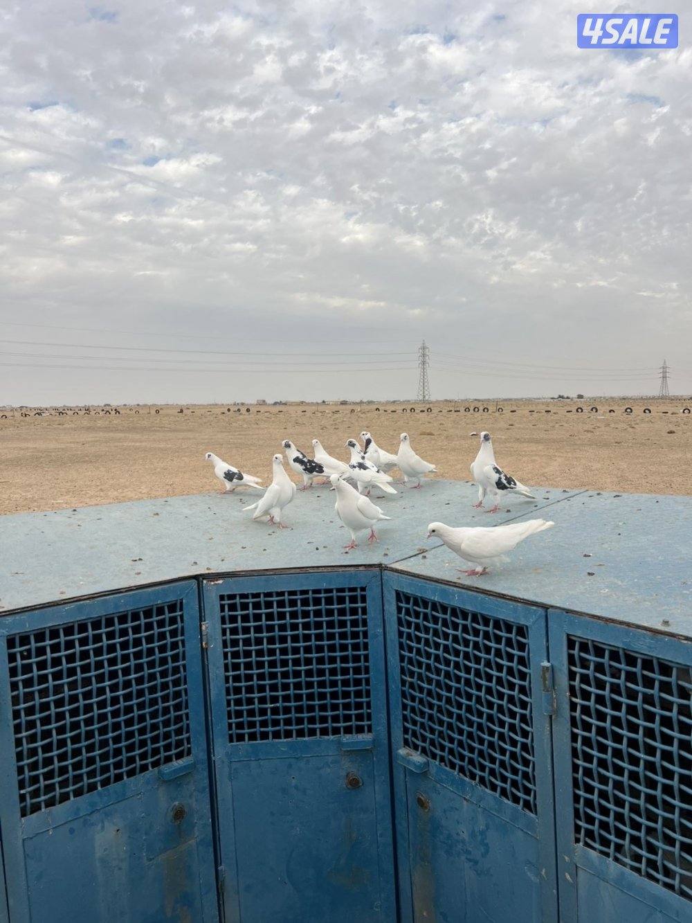 للبيع برج 10 خانات مع حمام. 80 طير حديد شكر بليت قلص3