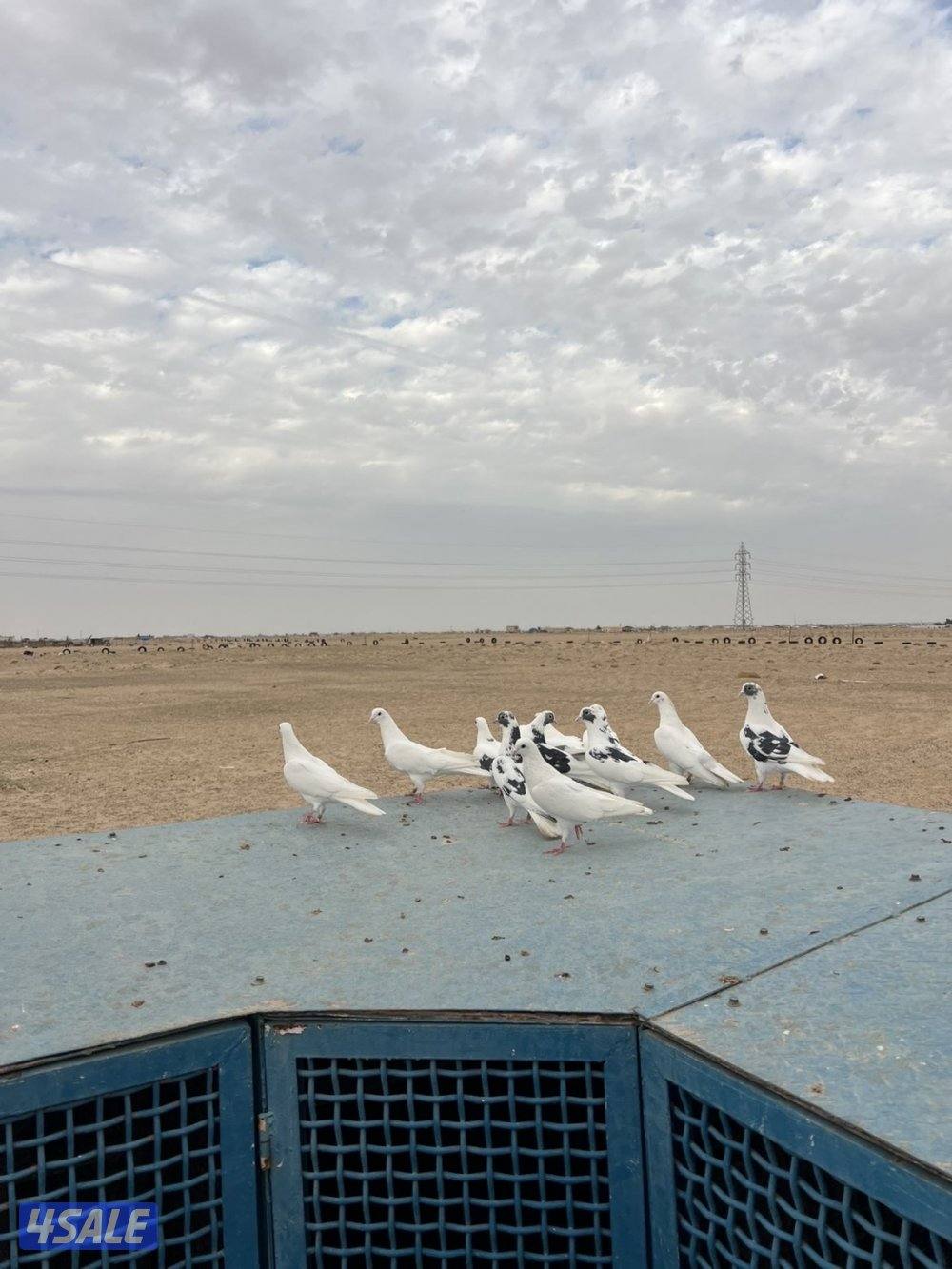 للبيع برج 10 خانات مع حمام. 80 طير حديد شكر بليت قلص0