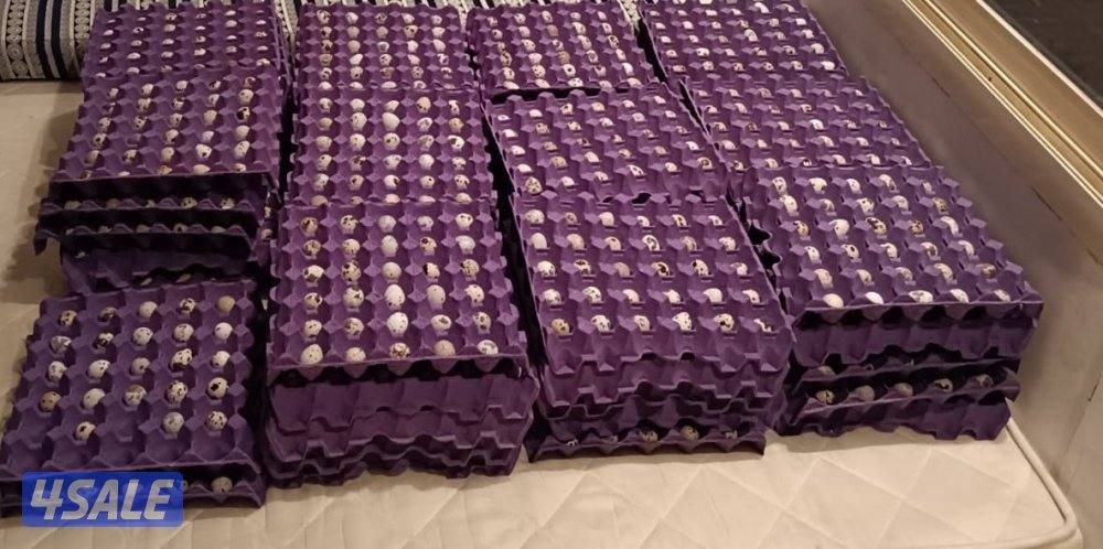 للبيع فري يصلح للاكل وعلف للطير ١٠٠ فريه ٣٥ دينار ٥٠ فريه ٢٠ دينار2