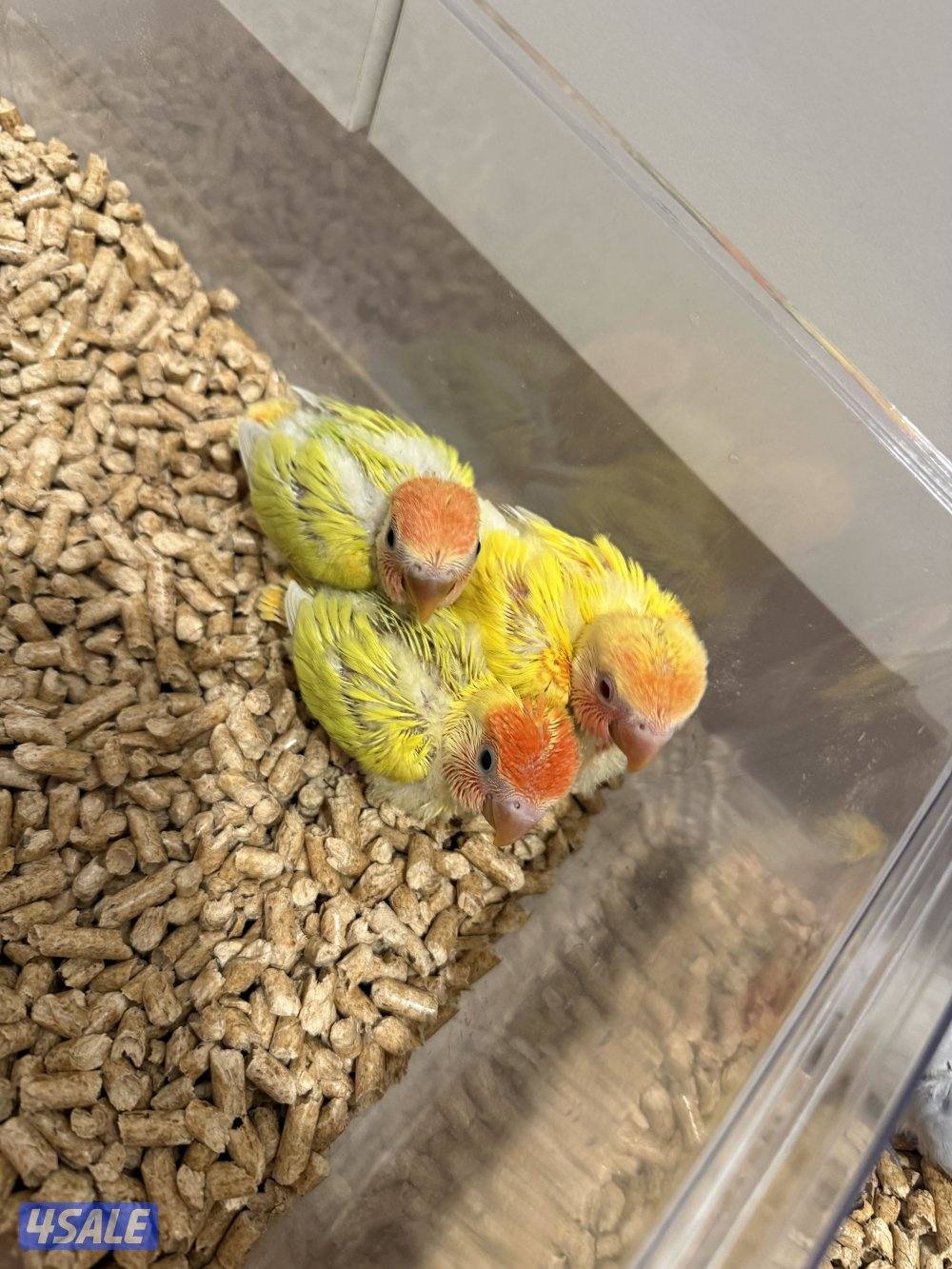 فروخ لوفبيرد عس1