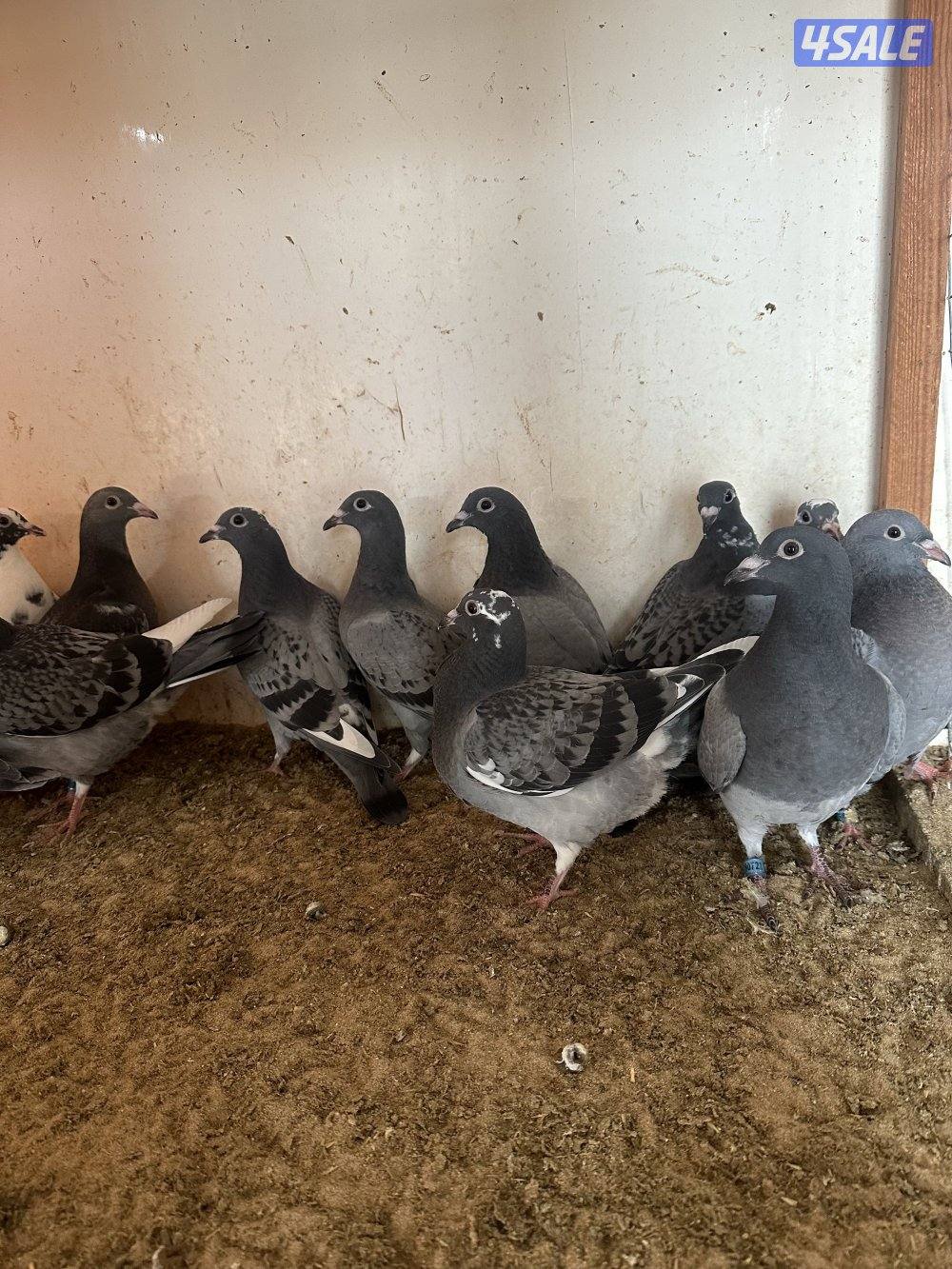 للبيع فروخ زاجل سباق0