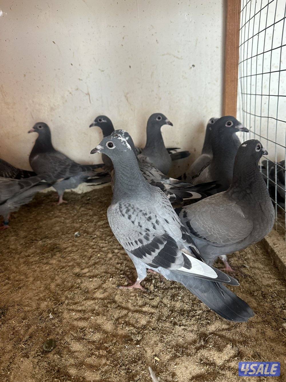 للبيع فروخ زاجل سباق1