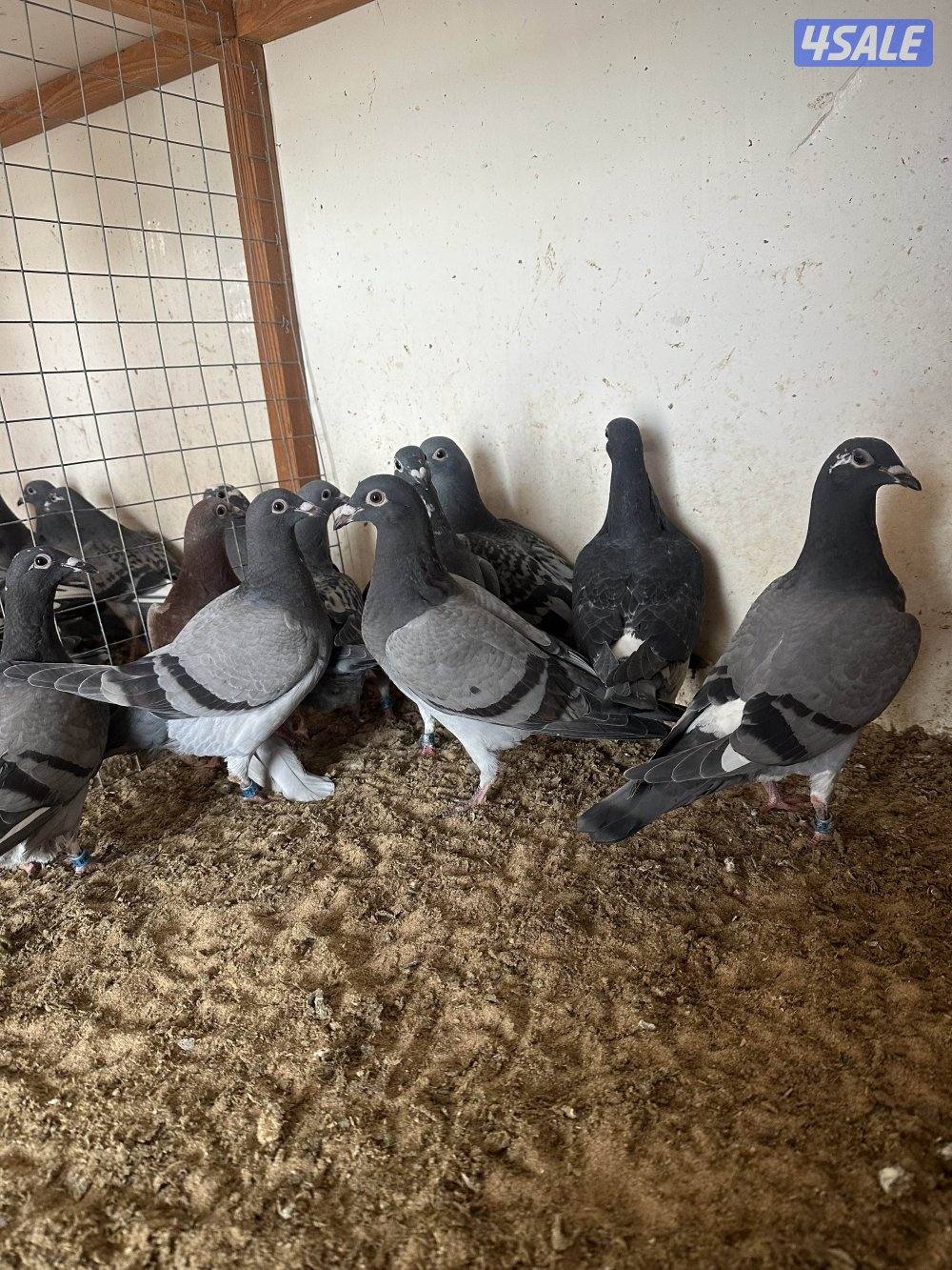 للبيع فروخ زاجل سباق2