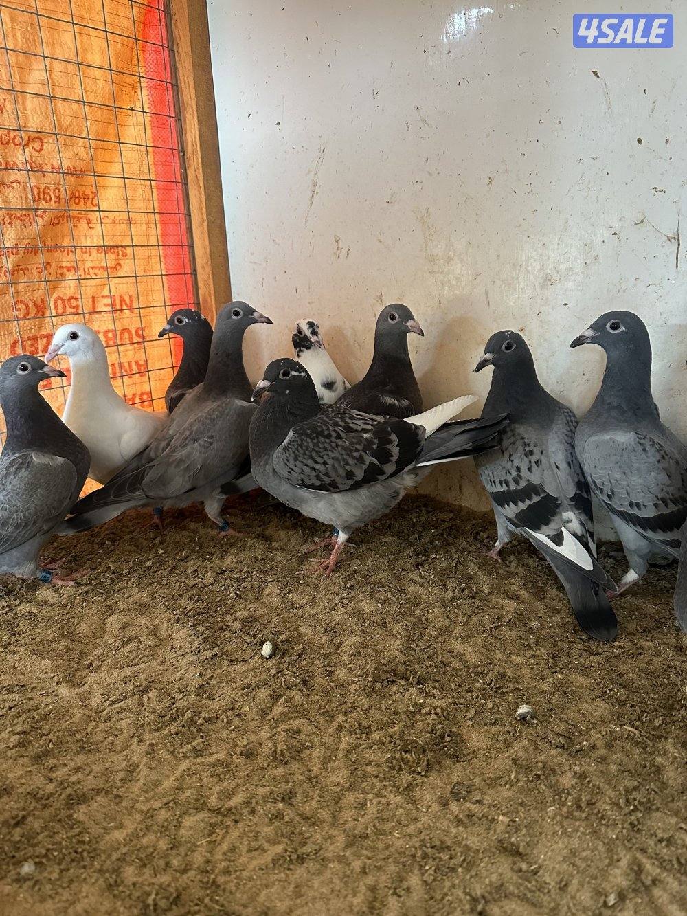 للبيع فروخ زاجل سباق4