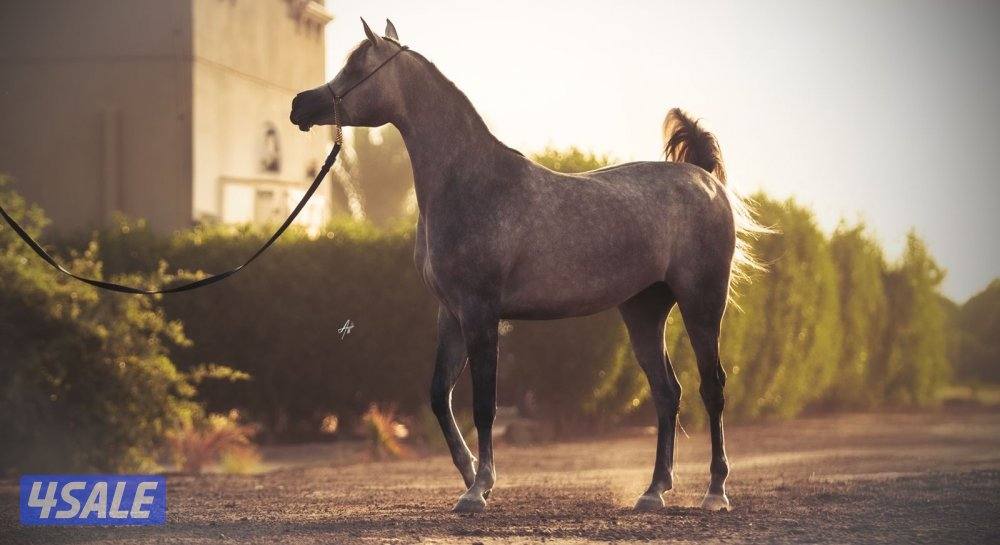 للبيع مهره بنت نجم الناصر وامها رويال سبله1