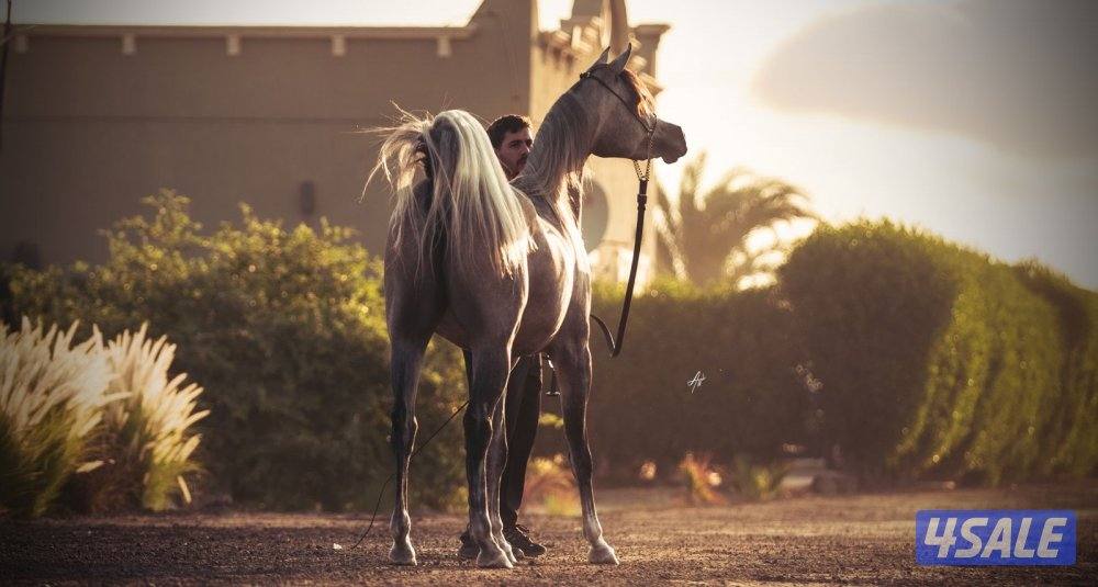 للبيع مهره بنت نجم الناصر وامها رويال سبله2