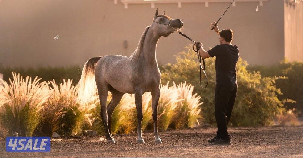 للبيع مهره بنت نجم الناصر وامها رويال سبله3