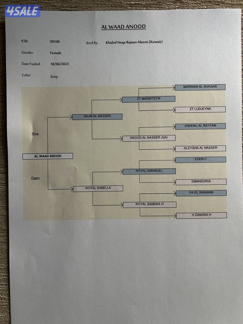 للبيع مهره بنت نجم الناصر وامها رويال سبله4