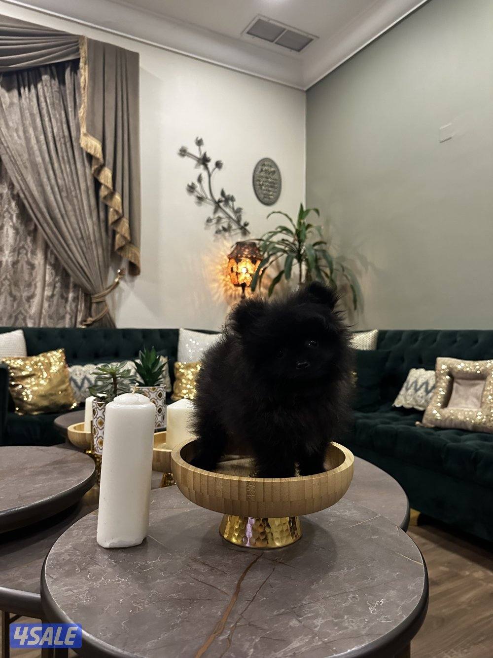 منطقه سلوي1