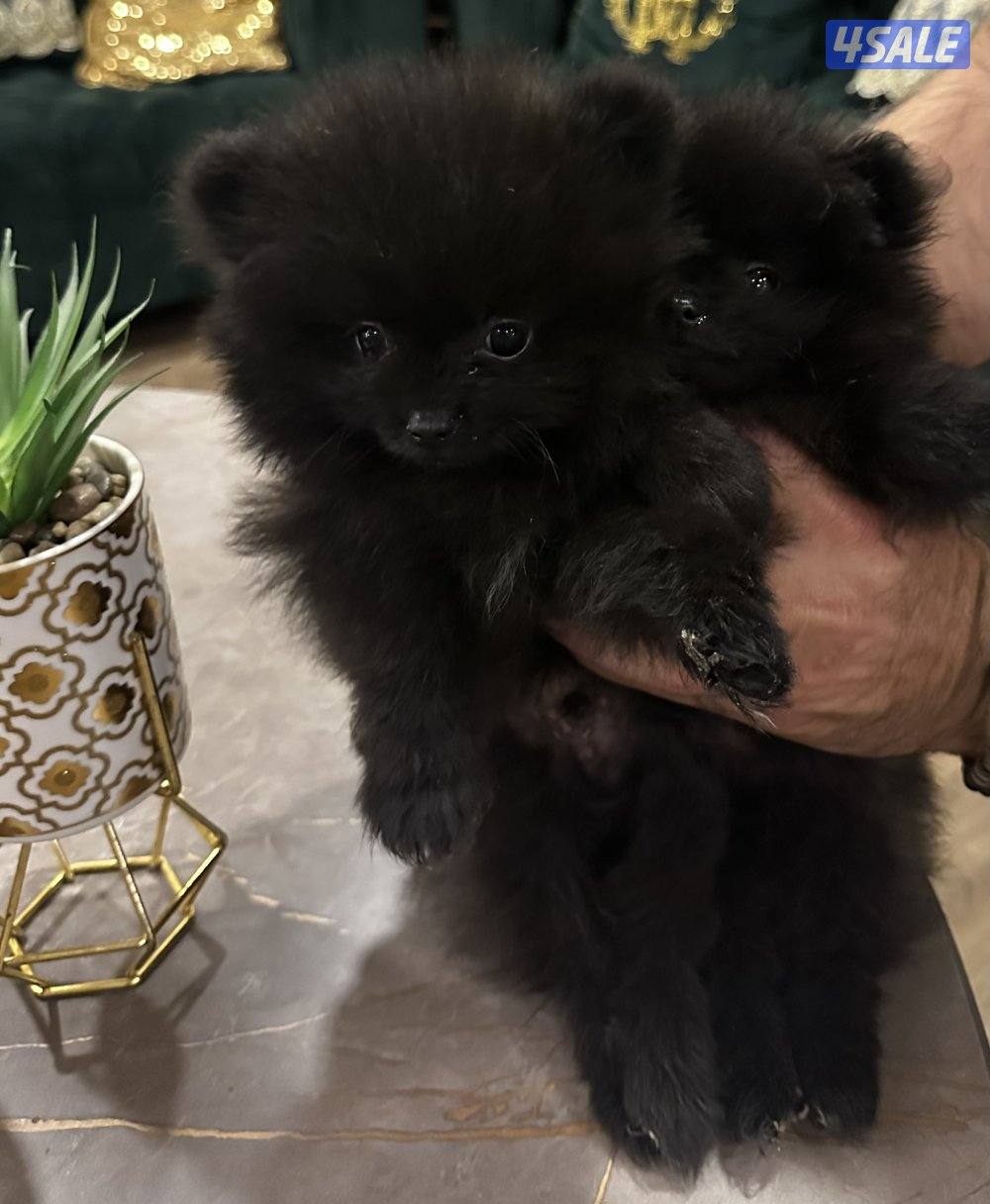 منطقه سلوي3