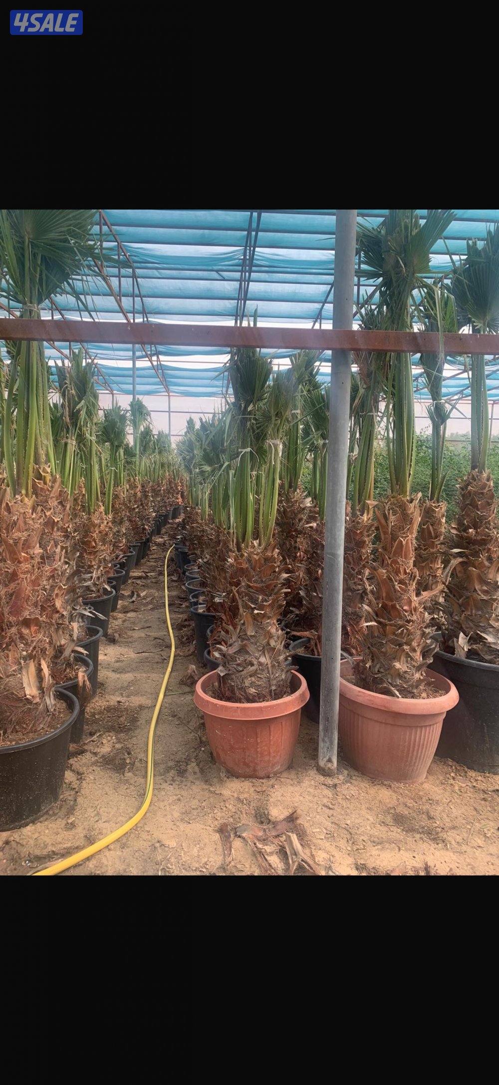 للبيع نخل واشنطونيا جملة ومفرد بسعر مناسب66/46/03/181