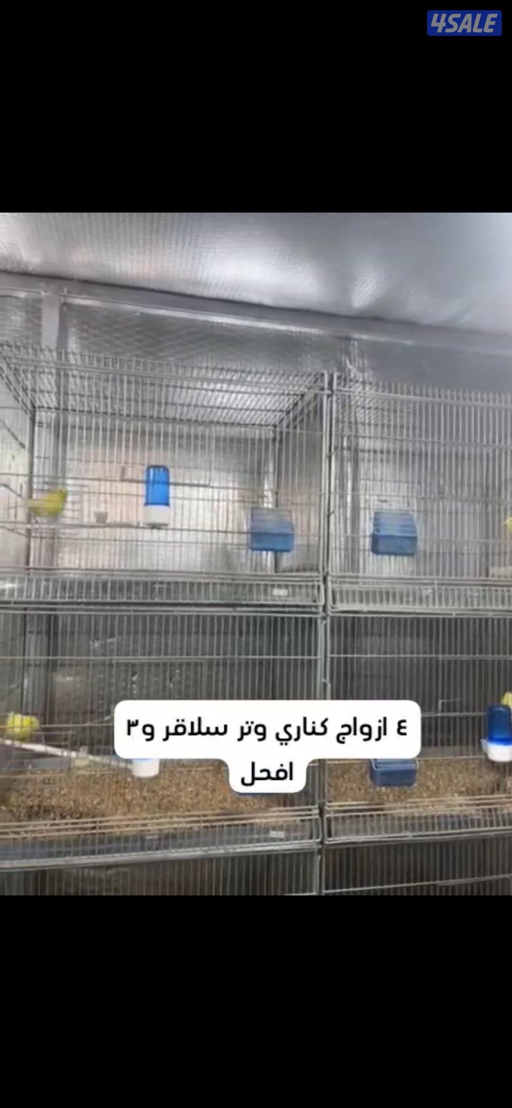 كناري وترسلاقر (صوت الماء )اللون اصفر  ٤  ازواج و٣ افحل (( سعر الزوج٥٠0