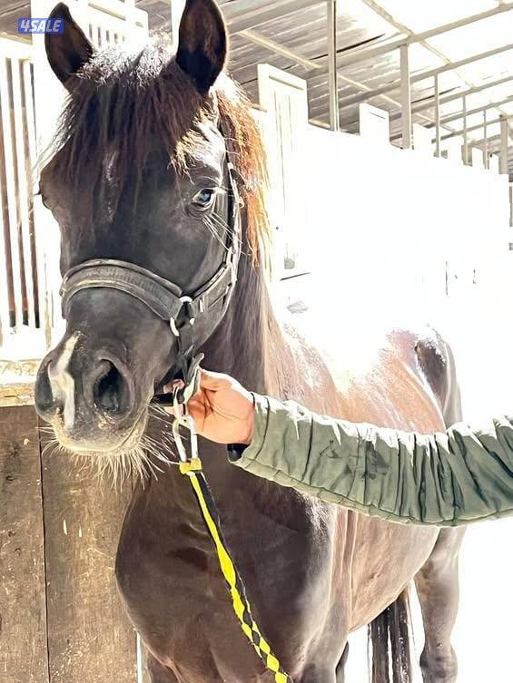 ادهم بوليش0