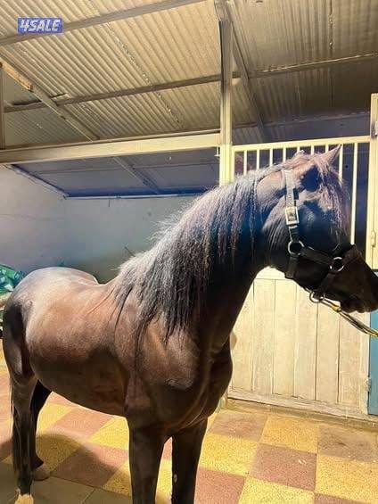 ادهم بوليش1