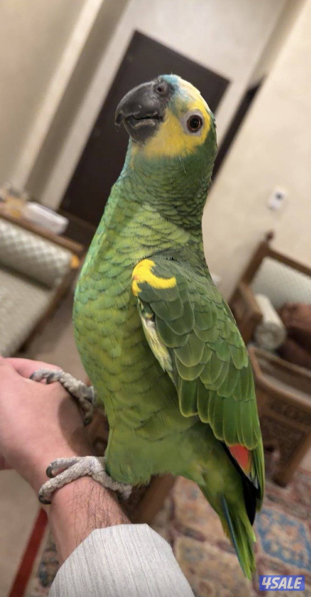 بلوفرنتد سنه ونص محجل0