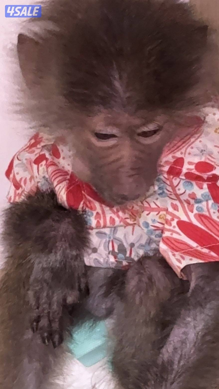 Monkey is very cute : very tame0