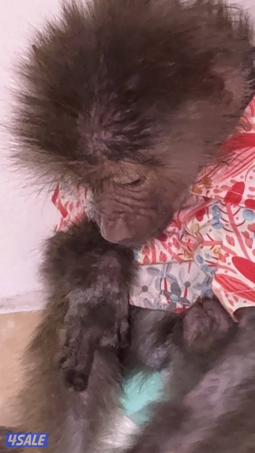 Monkey is very cute : very tame2